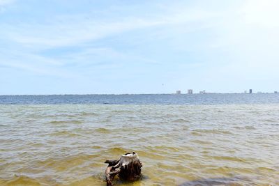 View of dog in sea against sky