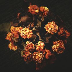 Close-up of orange flowers