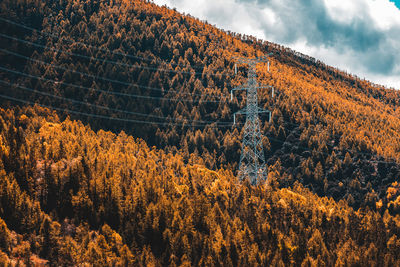 Plants growing on land against sky during autumn