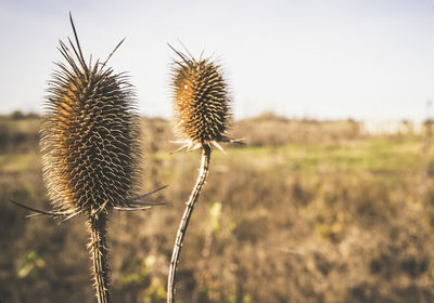 Close-up of dried plant on field against sky