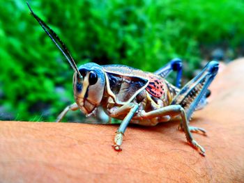 Close-up of insect