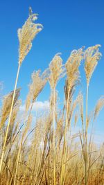 Low angle view of plants against clear blue sky