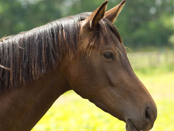 Horses in westphalia