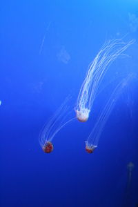 View of jellyfish in sea