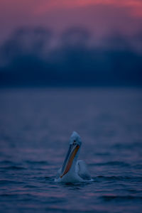 Close-up of pelican