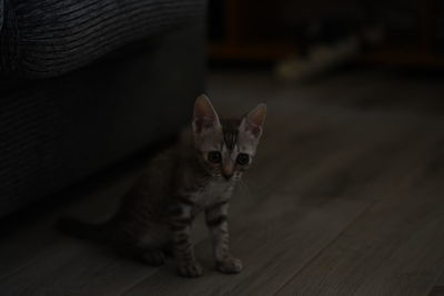 Cat resting on hardwood floor