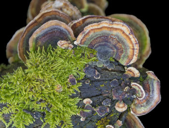 Close-up of mushrooms growing on plant against black background