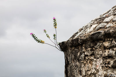 Low angle view of plant against sky