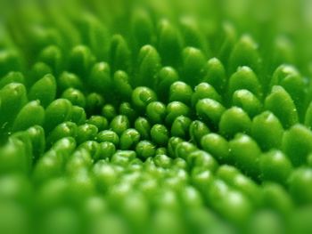 Close up of green plant