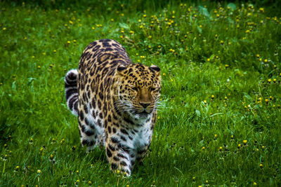 Full length of a cat