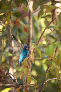 Bird perching on a branch