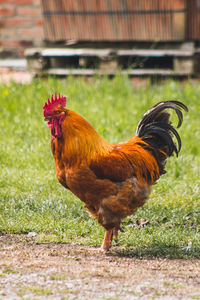 Side view of a rooster on field