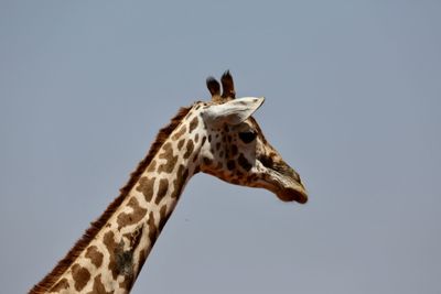 Low angle view of giraffe against clear sky