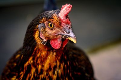 Close-up of hen