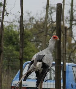 Close-up of bird perching on a tree