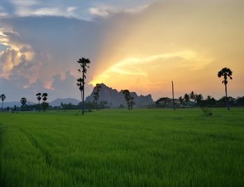 Scenic view of agricultural field against sky during sunset