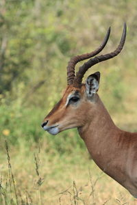 Close-up of deer