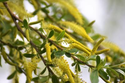 Close-up of green flowering plant