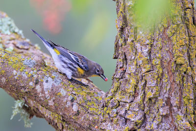 Close-up of bird perching on tree