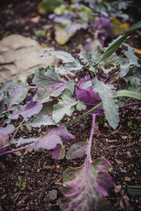 High angle view of purple leaves on field