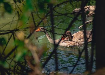 View of birds swimming in lake