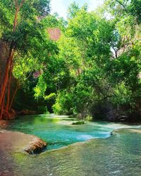 Scenic view of forest