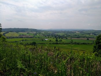 Scenic view of agricultural field against sky