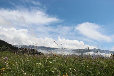 Bird on field against sky