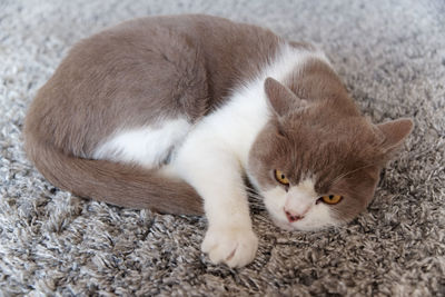 Portrait of cat resting on rug