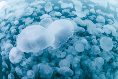 A group of jellyfish in notojima, ishikawa ,japan