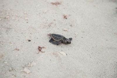 High angle view of caterpillar on sand