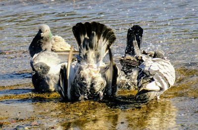 Close-up of swans swimming in lake