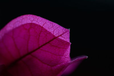 Close-up of purple flower