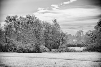 Trees on landscape against sky