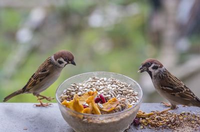 Close-up of birds eating food