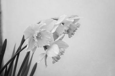 Close-up of white flowers