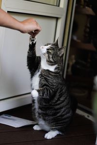 Cat sitting on table at home