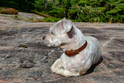 Dog sitting on rock