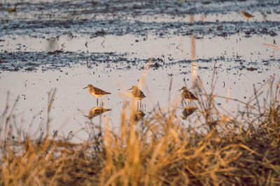 View of birds on the lake