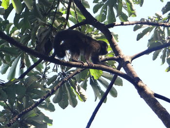 Low angle view of birds perching on tree