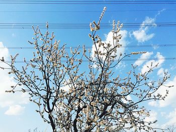 Low angle view of bare trees against blue sky