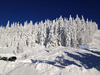 Snow covered trees against clear blue sky