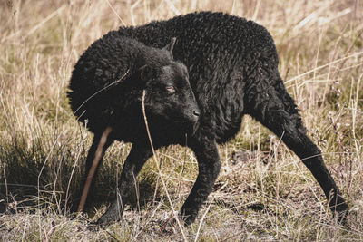 Black sheep scratching una field