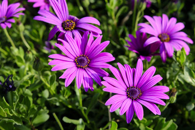 Close-up of purple flowers