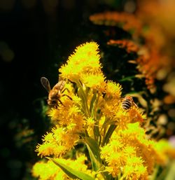 Close-up of bee pollinating on sunflower