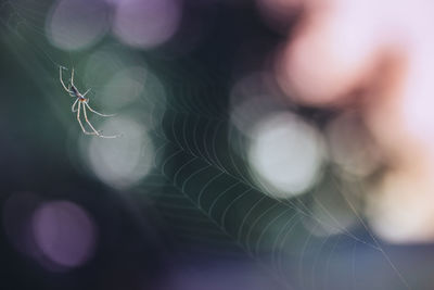 Close-up of spider on web