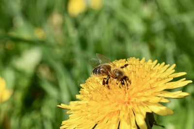 Close-up of bee pollinating on yellow flower