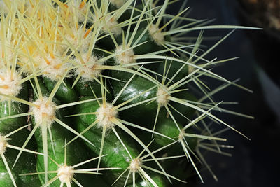 Close-up of succulent plant