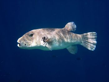 Fish swimming in sea