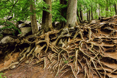 Trees growing in forest